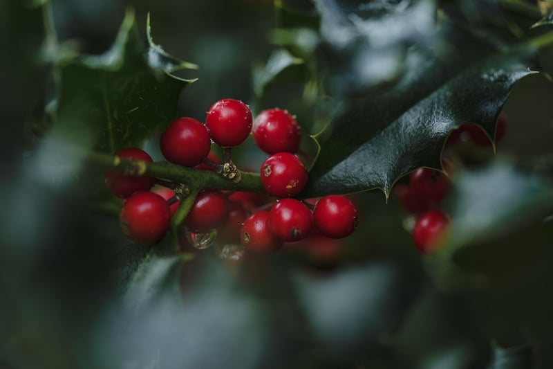 Cranberries