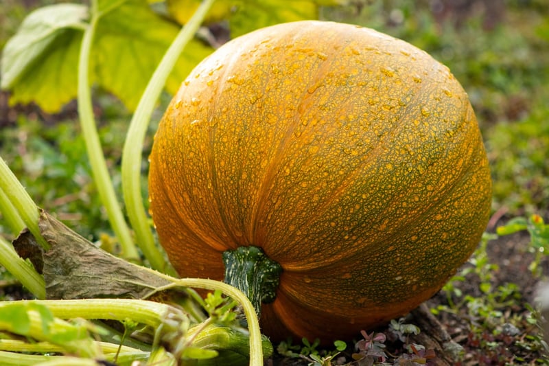 Butternut Squash